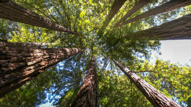 The Steps Involved in Our Tree Care Process in Takoma Park, MD